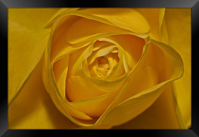 Yellow Rose Framed Print by Peter West