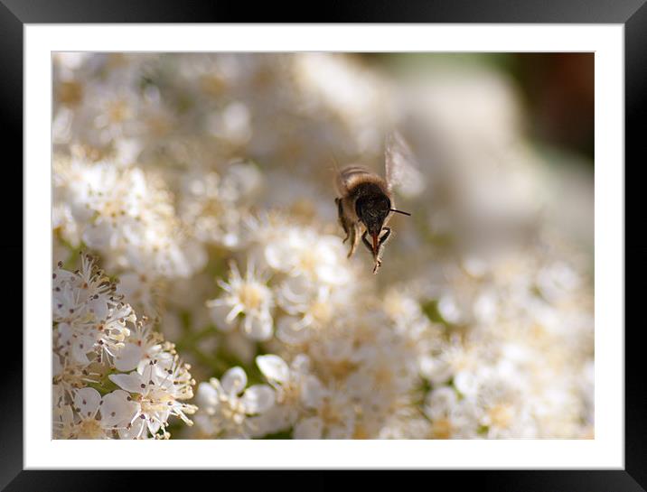 Flying Bee 2 Framed Mounted Print by Peter West