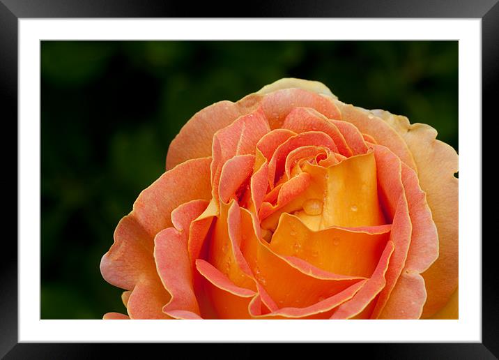 Arlequin Rose Framed Mounted Print by Peter West