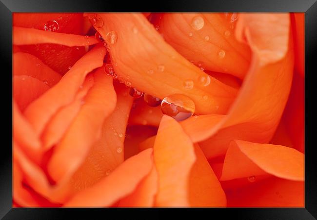 Raindrops on Roses Framed Print by Peter West