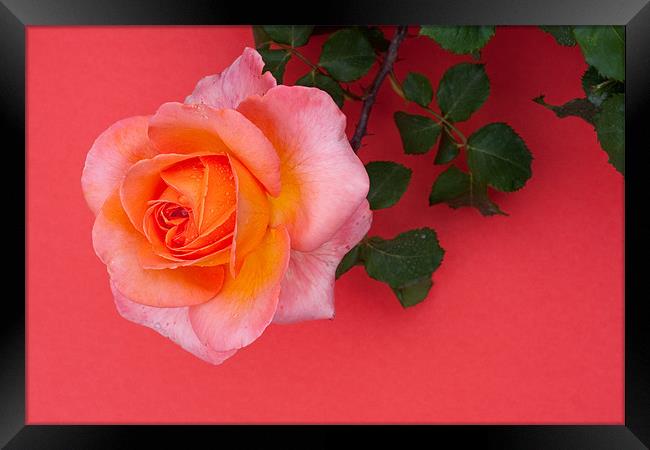Rose Wall Framed Print by Peter West