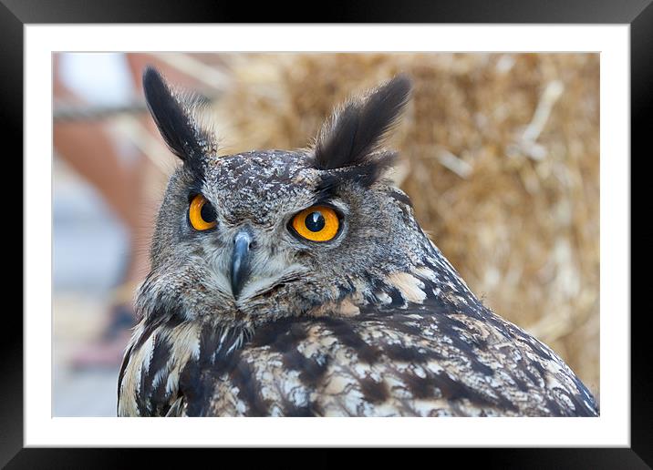 Eagle Owl Framed Mounted Print by Peter West