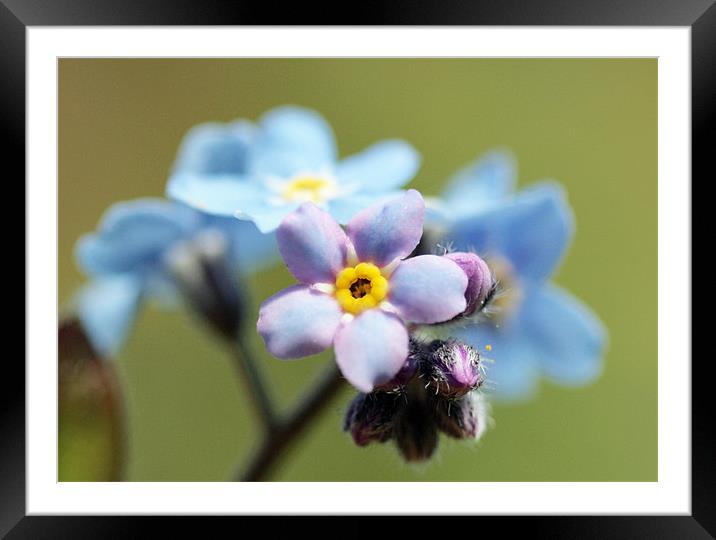 Blue Flowers Framed Mounted Print by Simon Drew