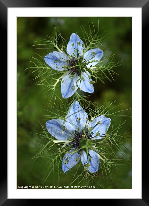 Nigella Framed Mounted Print by Chris Day