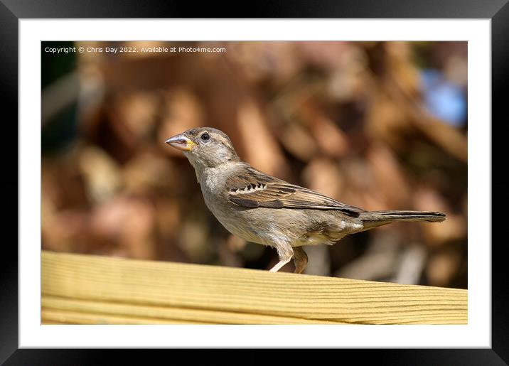 Female House Sparrow Framed Mounted Print by Chris Day