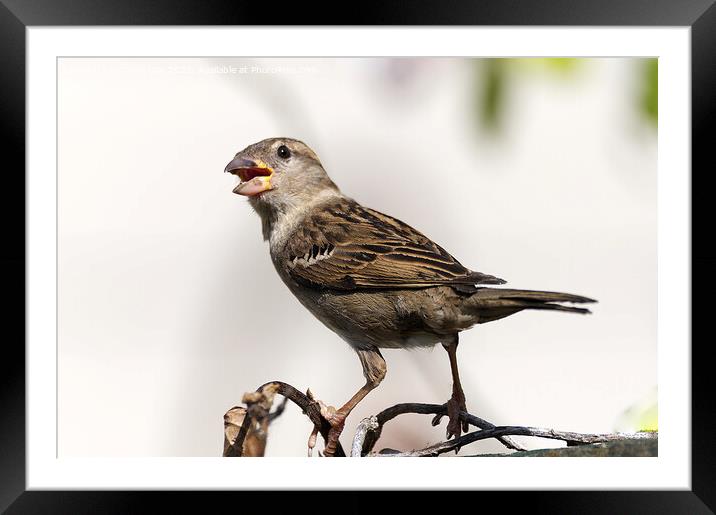 Female House Sparrow Framed Mounted Print by Chris Day