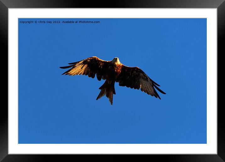 Red Kite Framed Mounted Print by Chris Day