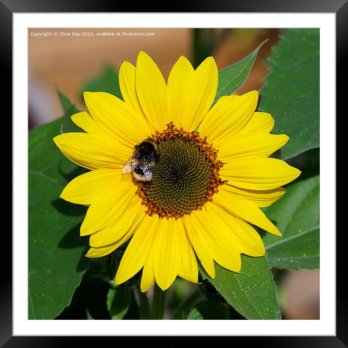 Sunflower and Bee Framed Mounted Print by Chris Day