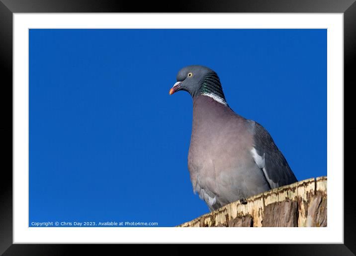 Woodpigeon Framed Mounted Print by Chris Day