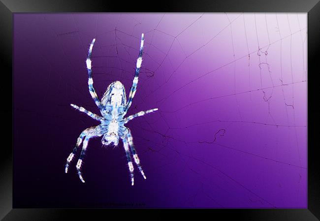 Orb Web Spider Framed Print by Chris Day