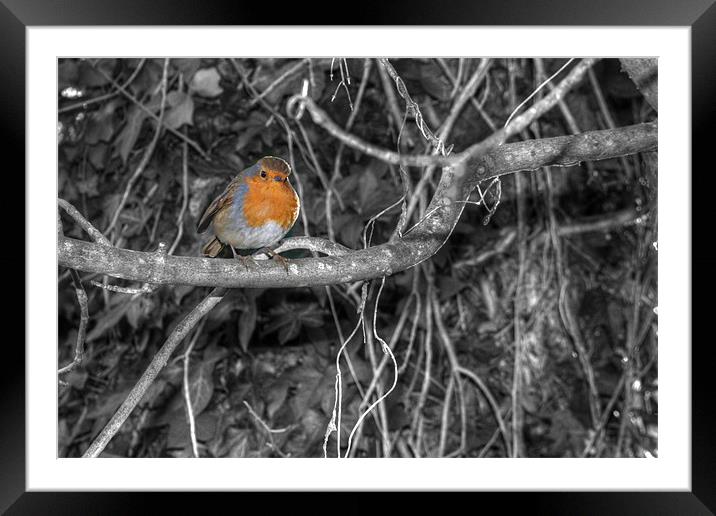 Robin Framed Mounted Print by Chris Day