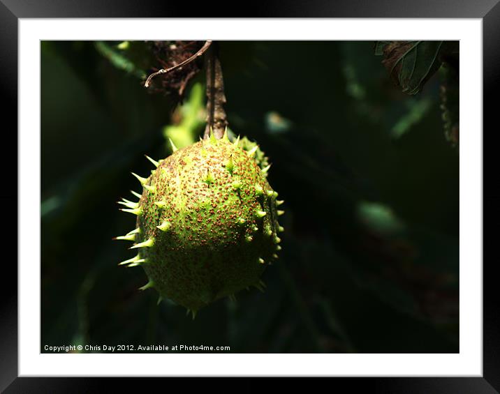 Conkers. Framed Mounted Print by Chris Day