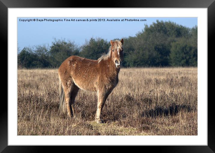 New Forest Pony Framed Mounted Print by Chris Day