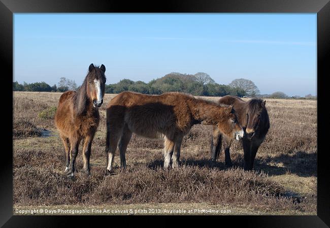 New Forest Ponies Framed Print by Chris Day
