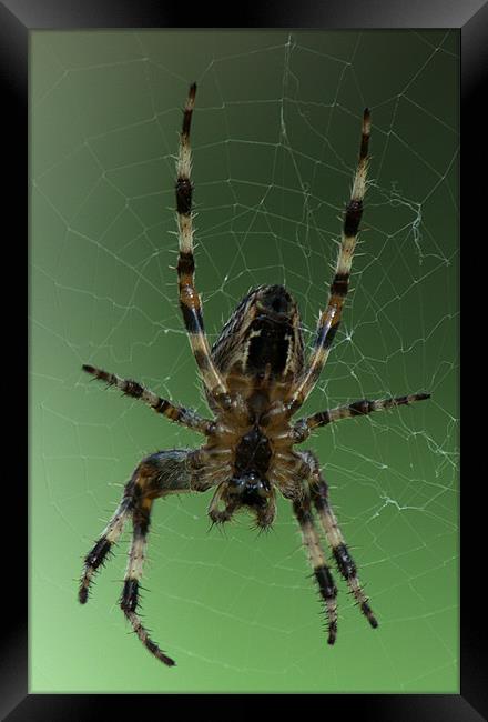 Orb Web Spider Framed Print by Chris Day