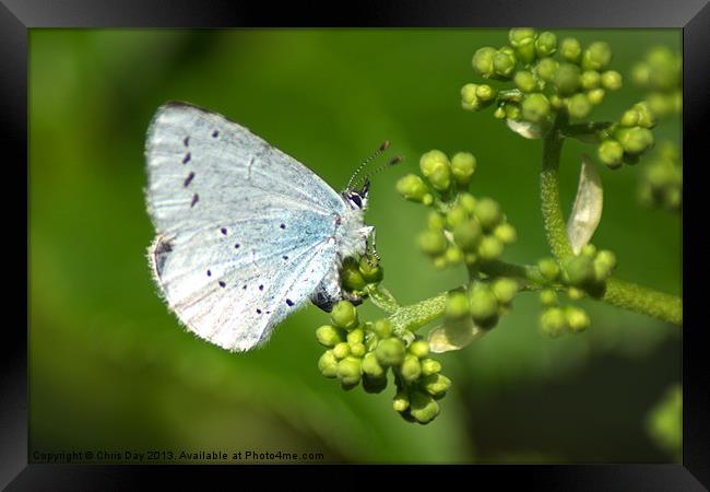 Small Blue Butterfly Framed Print by Chris Day