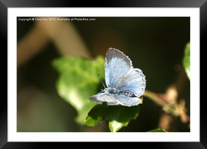 Small Blue Butterfly Framed Mounted Print by Chris Day