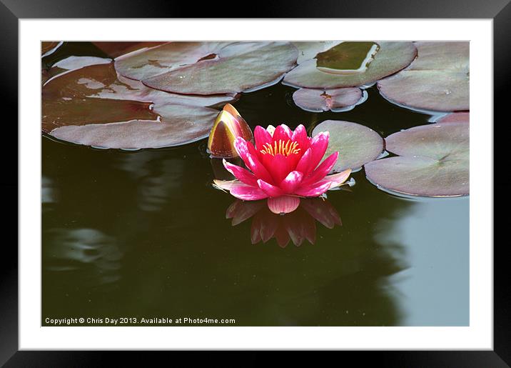 Water Lily Framed Mounted Print by Chris Day