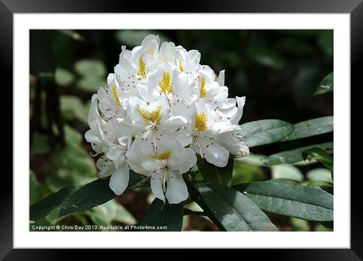 White Rhododendron Framed Mounted Print by Chris Day