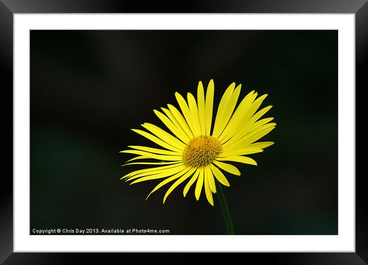 Yellow daisy Framed Mounted Print by Chris Day