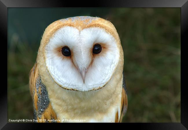 Barn Owl Framed Print by Chris Day