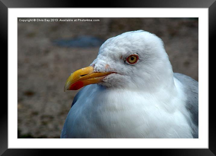 Yellow Legged Gull Framed Mounted Print by Chris Day