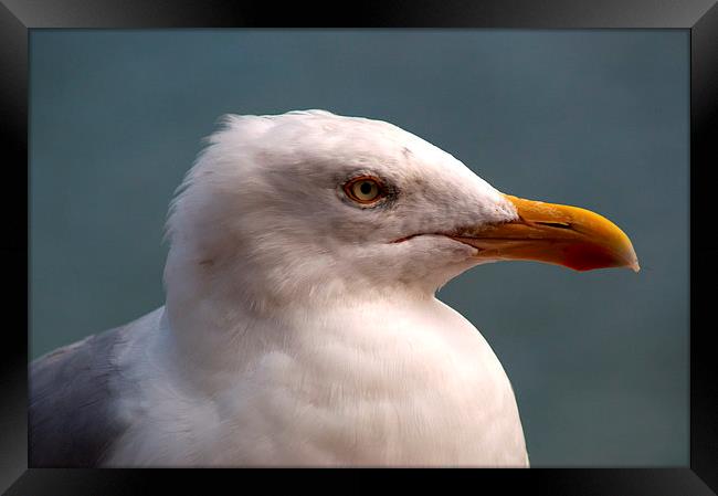 Yellow Legged Gull Framed Print by Chris Day