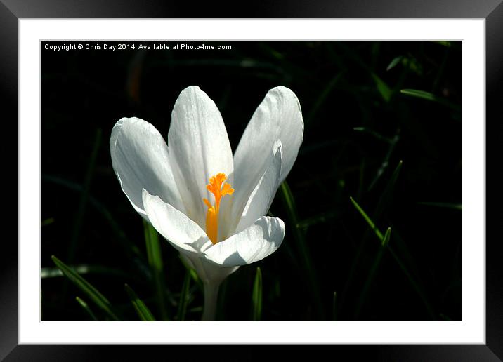 Crocus Framed Mounted Print by Chris Day
