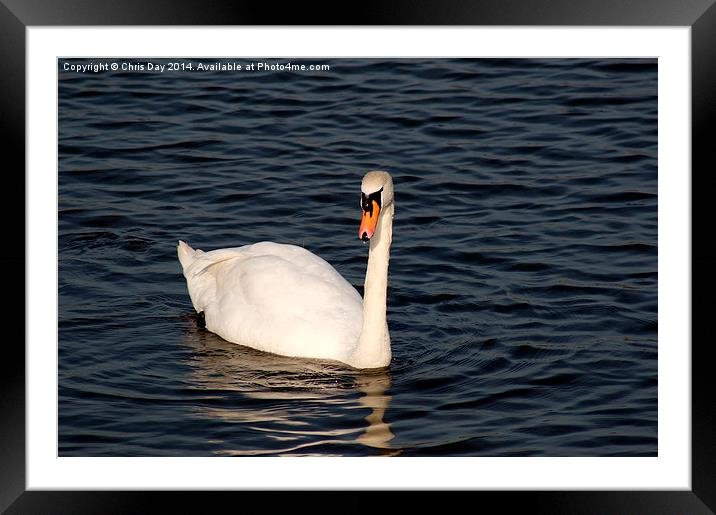 Mute Swan Framed Mounted Print by Chris Day