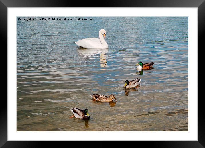 Mute Swan and Mallard Ducks Framed Mounted Print by Chris Day