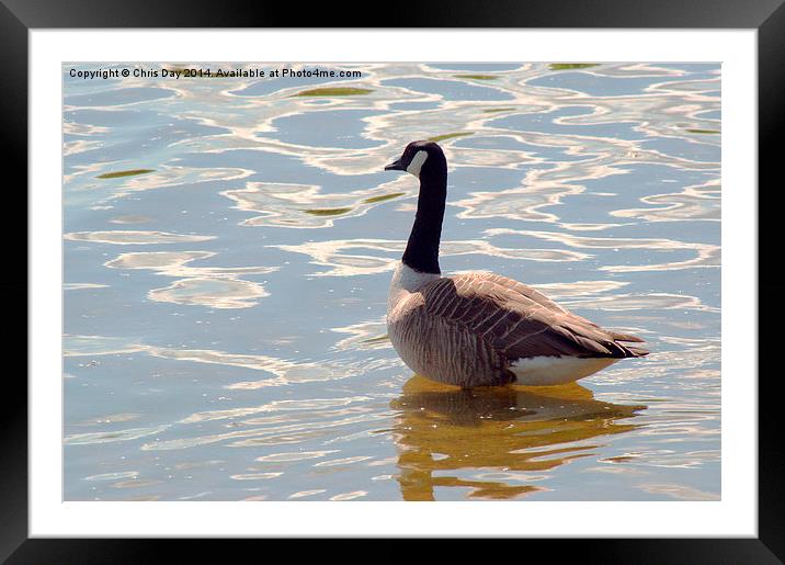 Canada Goose Framed Mounted Print by Chris Day