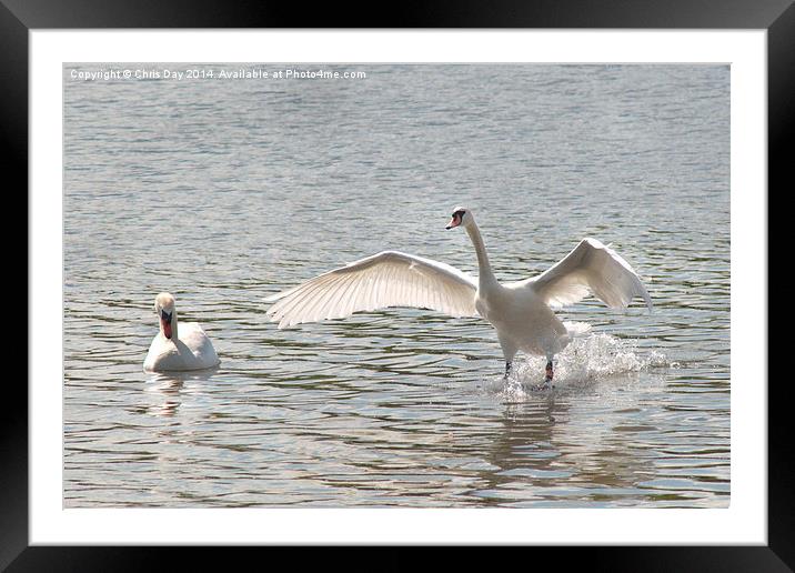 Mute Swan Framed Mounted Print by Chris Day