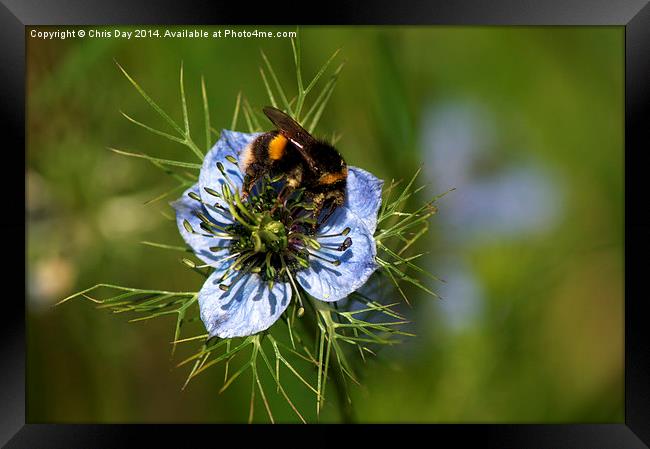 Bee collecting pollen Framed Print by Chris Day