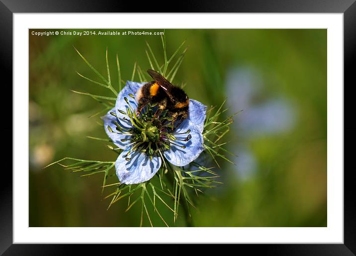 Bee collecting pollen Framed Mounted Print by Chris Day