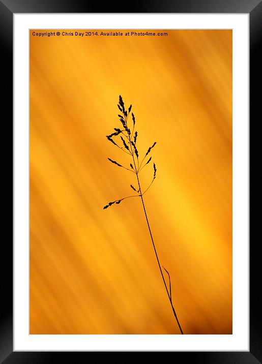 Grass Silhouette Framed Mounted Print by Chris Day