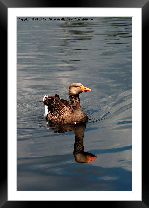 Greylag Goose Framed Mounted Print by Chris Day