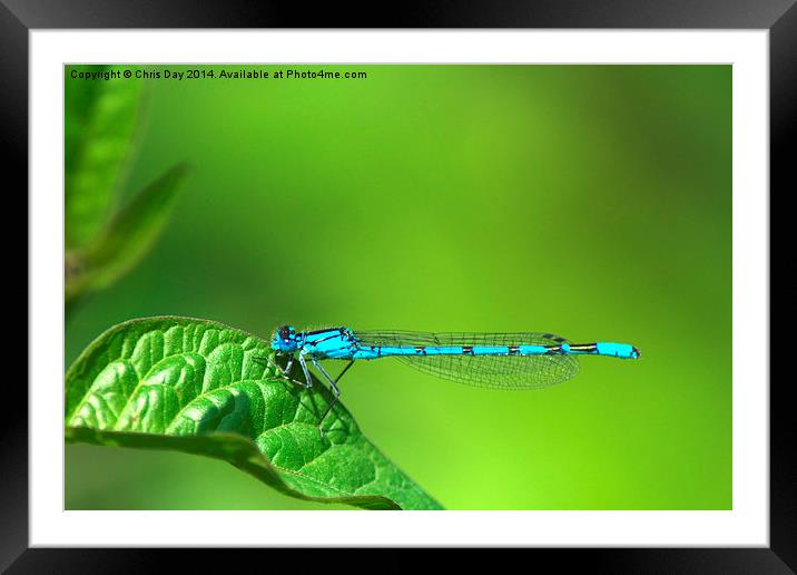 Blue Damselfly Framed Mounted Print by Chris Day