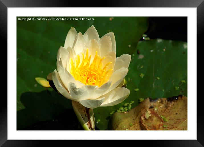 White Water Lily Framed Mounted Print by Chris Day