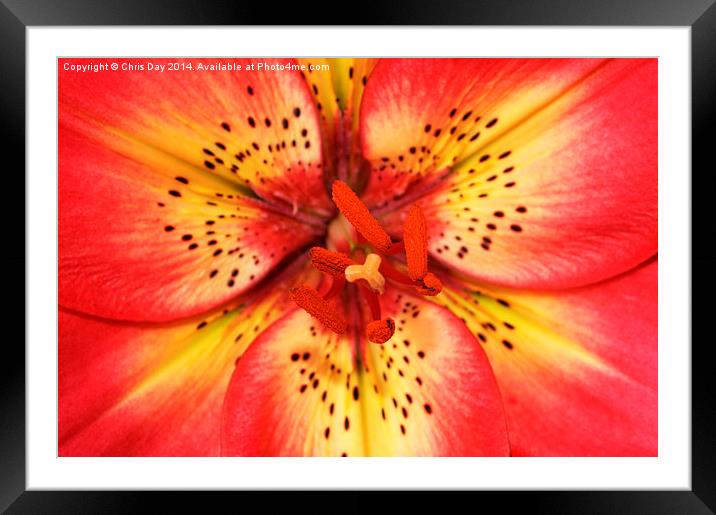 Arsenal Lily Framed Mounted Print by Chris Day