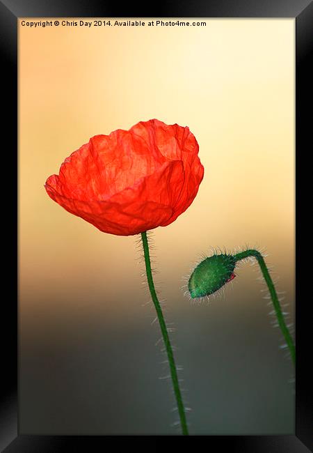 Poppy Framed Print by Chris Day