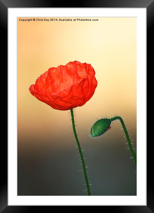 Poppy Framed Mounted Print by Chris Day