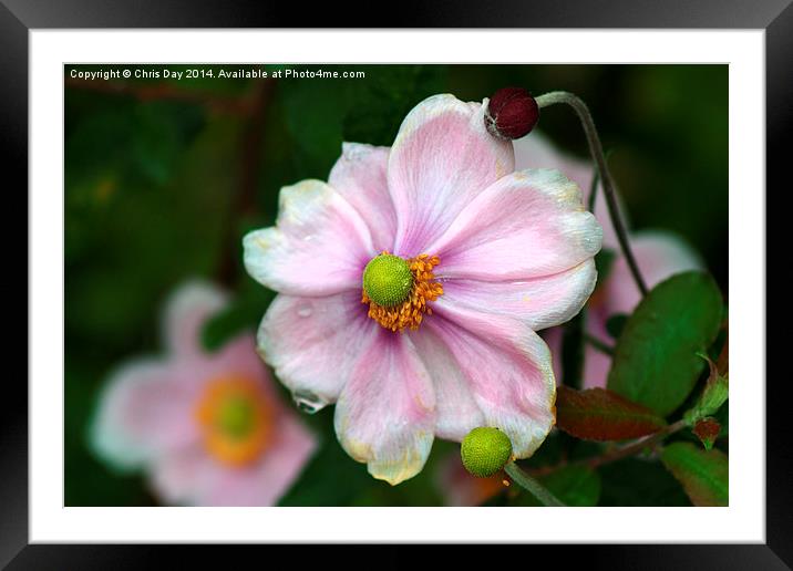 Geum Framed Mounted Print by Chris Day