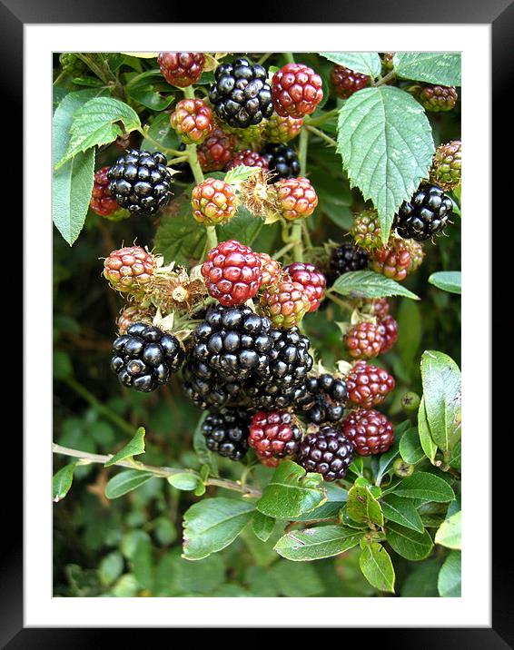Wild blackberries Framed Mounted Print by Chris Day