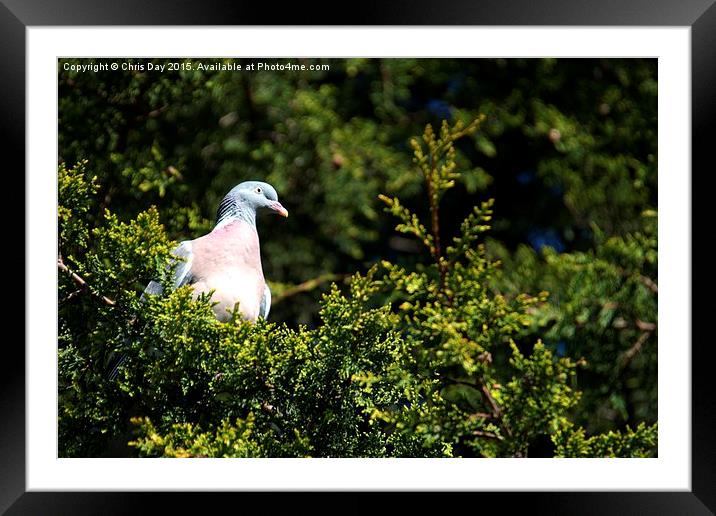 Wood pigeon Framed Mounted Print by Chris Day
