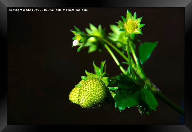 Strawberry Plant Framed Print by Chris Day