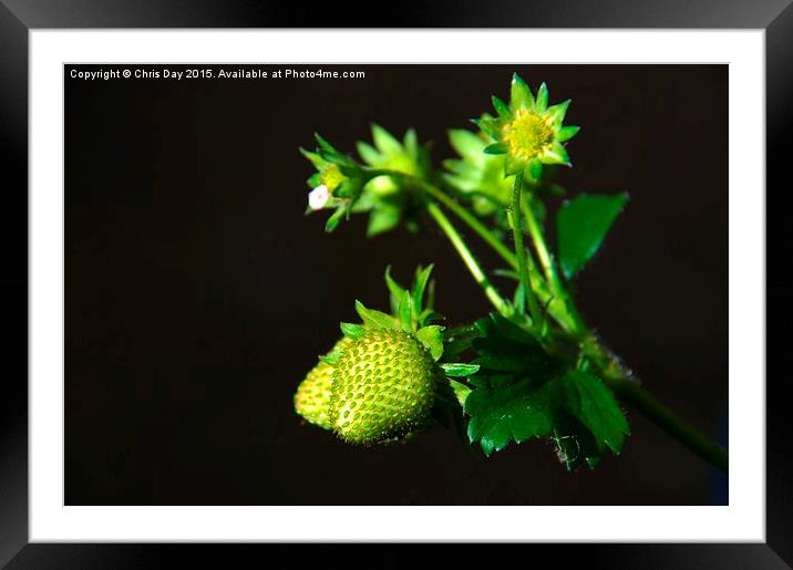 Strawberry Plant Framed Mounted Print by Chris Day