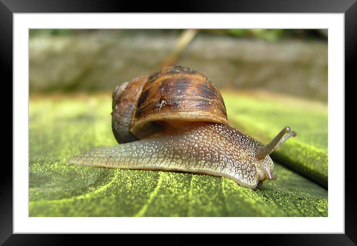 Garden Snail Framed Mounted Print by Chris Day