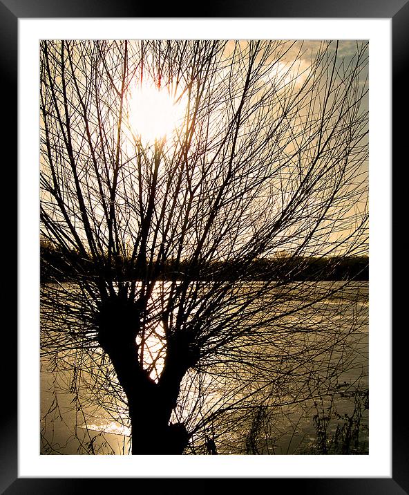 Tree Silhouette Framed Mounted Print by Chris Day