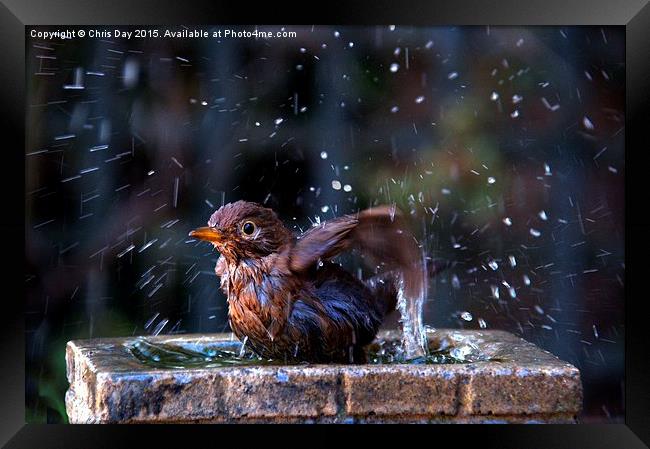Juvenile Blackbird having a bath Framed Print by Chris Day