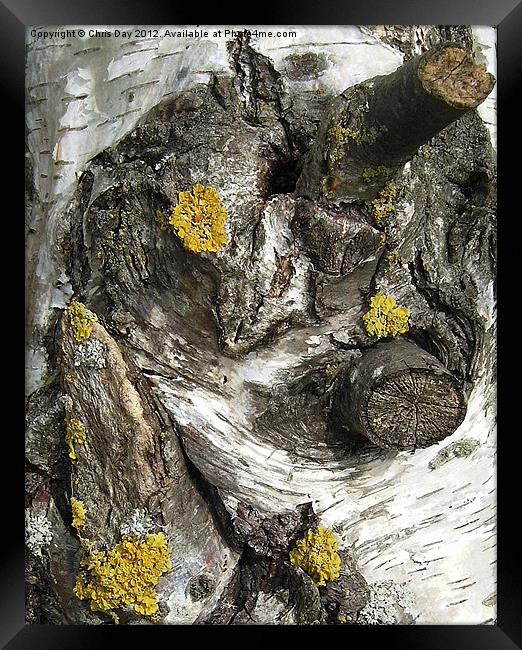 Silver Birch Bark and Knots Framed Print by Chris Day